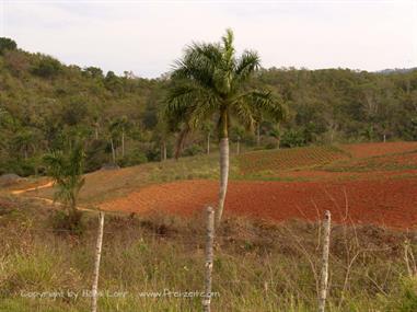 2004 Cuba, Cayo Levisa - Cayo Ensenachos, DSC00757 B_B720